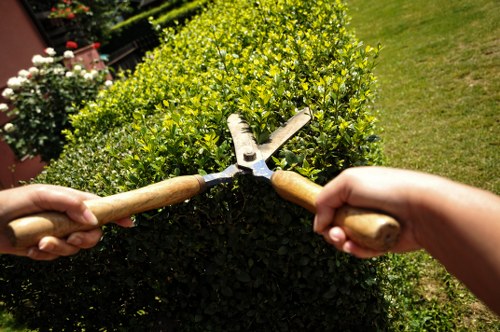 Professional gardener trimming hedges in late spring